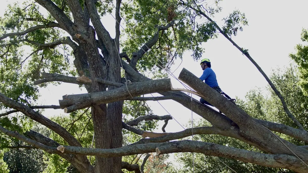 Professional Crown Thinning performed by certified arborists in Thomasboro
